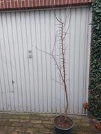 Abrikozenboom 180 cm  en 210 cm Prunus armeniaca biologisch, Ophalen, Lente, Overige soorten, Volle zon