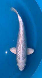 Schitterende ginrin platinum ogon, kweker Sakazume, nisai, Dieren en Toebehoren, Vissen | Vijvervissen, Karper of Koi