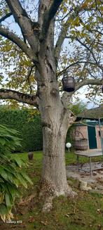 Openhaard hout, Tuin en Terras, Haardhout, 6 m³ of meer, Ophalen of Verzenden