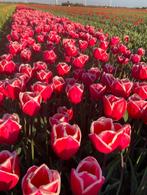 Tulpen bloembollen speciaal soort!!, Ophalen of Verzenden, Najaar, Halfschaduw, Bloembol