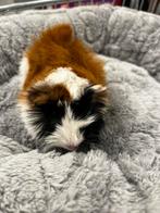 Lief cavia zeugje beschikbaar voor koppeling, Cavia, Juli, Vrouwelijk, Tam