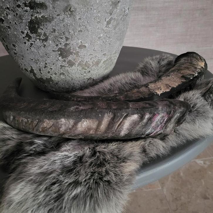 Grote Horens met Bontje - Decoratief, Huis en Inrichting, Woonaccessoires | Overige, Ophalen of Verzenden