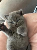 3 schattige Britse korthaar kittens – allemaal meisjes, Dieren en Toebehoren, Katten en Kittens | Dekkaters, 0 tot 2 jaar