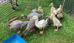 Jonge loopeenden, Dieren en Toebehoren, Pluimvee, Geslacht onbekend, Eend