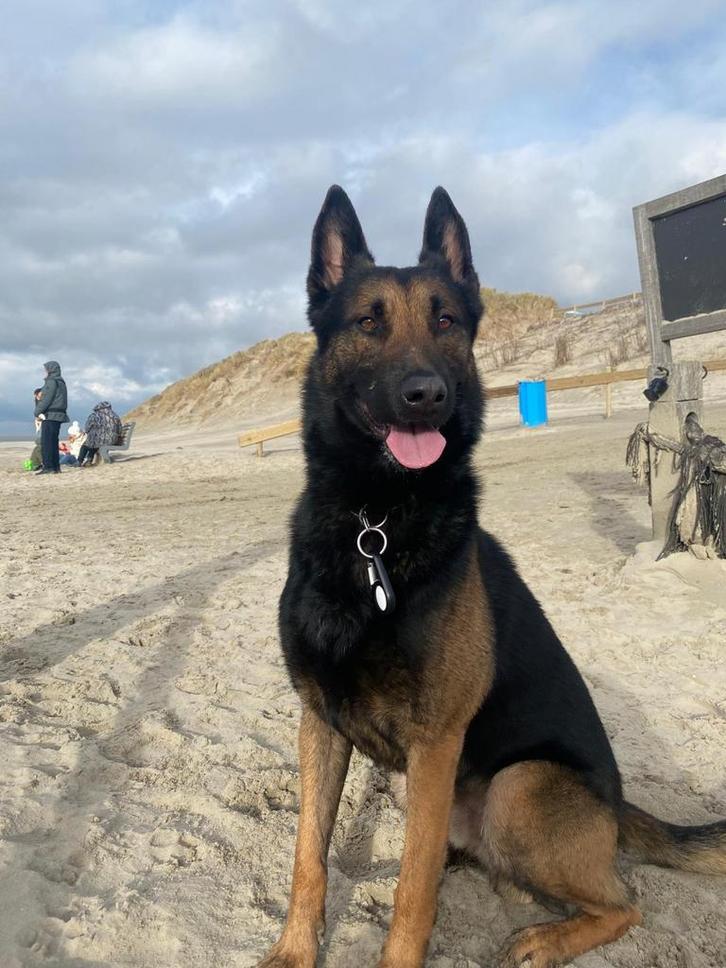 Mechelse herder, Dieren en Toebehoren, Honden | Herdershonden en Veedrijvers, Reu, Herder, Particulier, Eén hond, Nederland, 3 tot 5 jaar