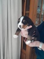 Berner sennen pup! Prachtig teefje! Nog 1 pup te koop!, Dieren en Toebehoren, Overige rassen, 8 tot 15 weken, Teef, Meerdere