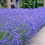 Lavendel munstead planten kwekerij., Overige soorten, Volle zon, Vaste plant, Ophalen of Verzenden