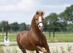 Prachtige Welsh A hengst, Dieren en Toebehoren, Pony's, Hengst, 3 tot 6 jaar, B pony (1.17m tot 1.27m), Onbeleerd