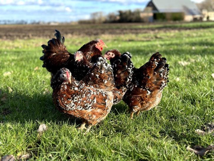 Wyandotte kriel kippen Roodporselein gesekst + ingeënt, Dieren en Toebehoren, Pluimvee, Kip, Vrouwelijk