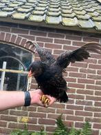 Hen te koop, Dieren en Toebehoren, Pluimvee, Vrouwelijk, Kip