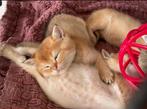Golden shades Kittens, Ontwormd