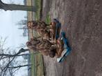 Koppel grote oud roestlook leeuwen, Ophalen of Verzenden, Nieuw, Beton, Dierenbeeld