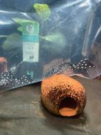 L240 galaxy pleco wildvang ( eigen fotos ), Dieren en Toebehoren, Vissen | Aquariumvissen, Vis