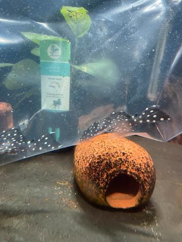 L240 galaxy pleco wildvang ( eigen fotos ) beschikbaar voor biedingen