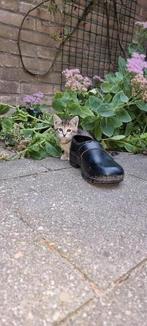 Jonge kittens, (vrouwtjes),geboren op 12 aug., Dieren en Toebehoren, Katten en Kittens | Overige Katten, Poes