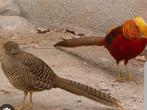 Rode goud fazant hennen gezocht, Dieren en Toebehoren, Vogels | Overige Vogels, Vrouwelijk, Tropenvogel