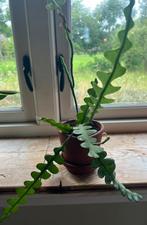 Zaagcactus met 1 slecht blad, Ophalen, Cactus, Minder dan 100 cm
