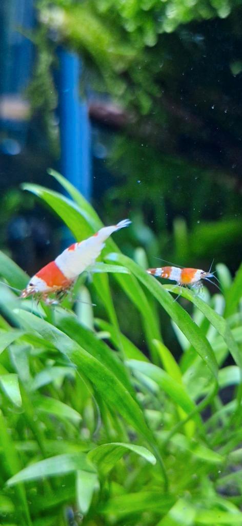 Crystal Red Garnalen, Dieren en Toebehoren, Vissen | Aquariumvissen, Kreeft, Krab of Garnaal