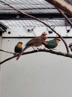 Rode kardinaal man 2025, Dieren en Toebehoren, Vogels | Overige Vogels, Mannelijk, Tropenvogel