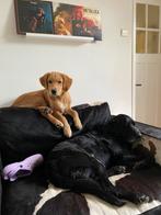 Chef Golden retriever x duck toller retriever half jaar jong, CDV (hondenziekte), 15 weken tot 1 jaar, Reu, Labrador retriever