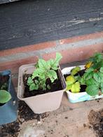 Stekje citroenmelisse, Ophalen, Volle zon, Vaste plant, Kruiden