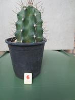 cactus r6, Ophalen of Verzenden, Overige soorten, Volle zon