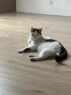 Kat zoekt een nieuw huis, Dieren en Toebehoren, Katten en Kittens | Overige Katten, Kater