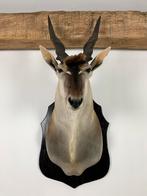 Eland Antilope Taxidermie opgezet groot, Ophalen