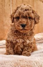 Knappe en sociale mini labradoodle pups 🩷🩵🩷mini doodle, Dieren en Toebehoren, Parvo, Overige rassen, 8 tot 15 weken, Meerdere