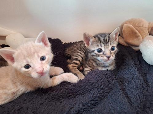 Europese korthaar  Bengaal, Dieren en Toebehoren, Katten en Kittens | Raskatten | Korthaar