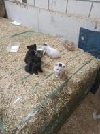 Kittens, Meerdere dieren, Kortharig, 0 tot 2 jaar