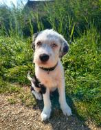 Australian Sheperd pup kruising, blauwe ogen, zwart wit reu, Dieren en Toebehoren, Honden | Niet-rashonden, Reu, 8 tot 15 weken
