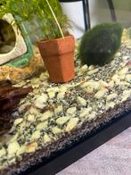 Jonge neocaridina (rood) garnaaltjes, Dieren en Toebehoren, Vissen | Aquariumvissen, Kreeft, Krab of Garnaal