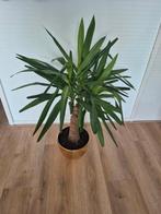 Yucca plant met pot, Ophalen, Overige soorten, 100 tot 150 cm