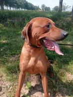 Dekreu rhodesian ridge back, Dieren en Toebehoren, Honden | Dekreuen, Rabiës (hondsdolheid), Reu, Meerdere, 3 tot 5 jaar