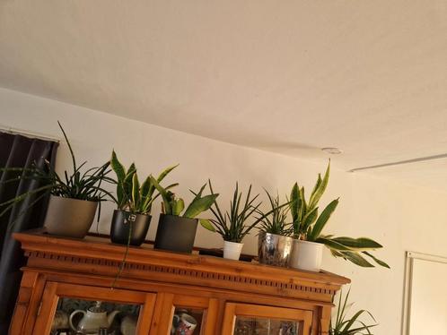 Verschillende sansevierias, Huis en Inrichting, Kamerplanten, Overige soorten, Minder dan 100 cm, Groene kamerplant, Halfschaduw