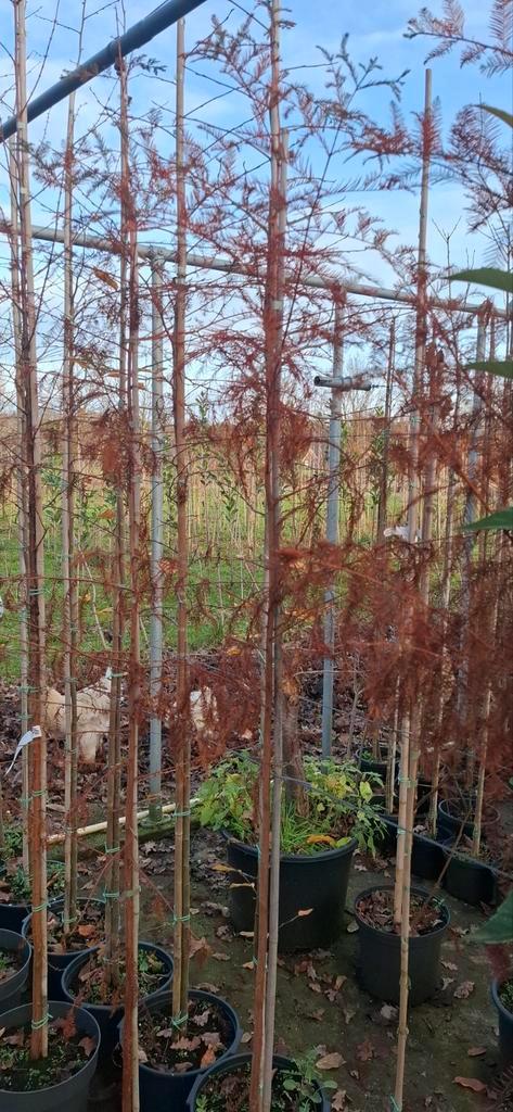 Metasequoia glyptostroboides, watercypres, Tuin en Terras, Planten | Bomen, Overige soorten, Minder dan 100 cm, Volle zon, Ophalen