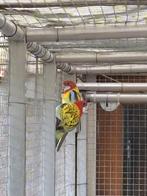 Rosella's, Dieren en Toebehoren, Vogels | Parkieten en Papegaaien, Meerdere dieren, Parkiet, Geringd