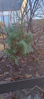 Conifeertje, Ophalen, Overige soorten, Minder dan 100 cm