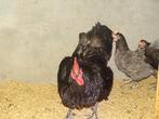 Koppel Australorp, Dieren en Toebehoren, Pluimvee, Meerdere dieren, Kip