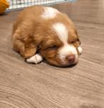 Toller puppies te koop, Dieren en Toebehoren, 8 tot 15 weken, Meerdere, Nederland, Particulier