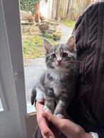 Mainecoon mix kittens, Dieren en Toebehoren, Katten en Kittens | Overige Katten, Meerdere dieren