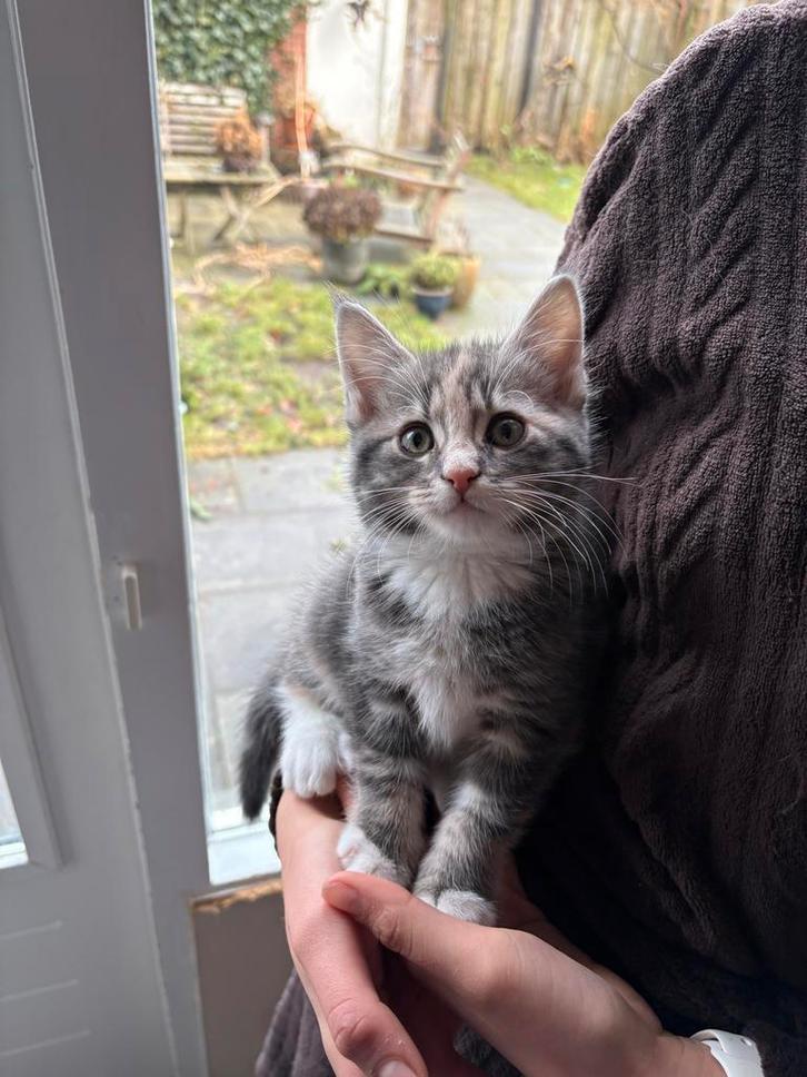 Mainecoon mix kittens, Dieren en Toebehoren, Katten en Kittens | Overige Katten, Meerdere dieren