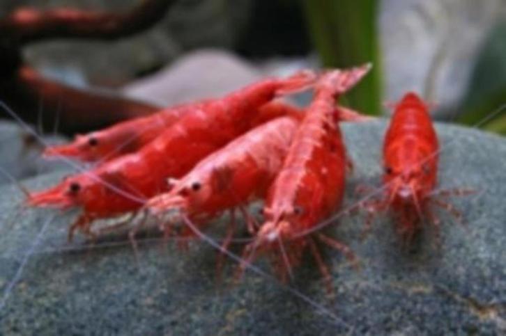Garnaal Neocaridina spec Sakura Super Red - Koidream Valburg, Dieren en Toebehoren, Vissen | Aquariumvissen, Zoetwatervis, Kreeft, Krab of Garnaal