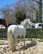 Prachtig andalusier zoekt een gouden huisje, Dieren en Toebehoren