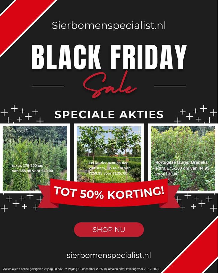 Taxus baccata 175-200 cm 58,95 nu voor 40,00 ps BLACKFRIDAY, Tuin en Terras, Planten | Struiken en Hagen, Laurier, 100 tot 250 cm