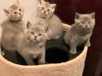 Britse Korthaar Kittens (poesjes), Dieren en Toebehoren, Poes, Ontwormd, 0 tot 2 jaar