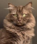 Gezocht ragdoll of britse kittens, Dieren en Toebehoren, Katten en Kittens | Raskatten | Korthaar, Poes