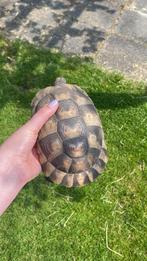 Te koop.  Testudo Marginata’s, Dieren en Toebehoren, Reptielen en Amfibieën, Schildpad