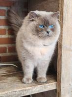 Met stamboom   ragdoll kittens, Dieren en Toebehoren, Meerdere dieren, Met stamboom